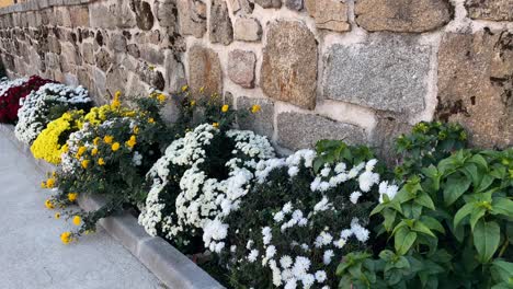 filming of a well-made stone wall with a large planter at its feet full of different flowering plants, most of them are pompom-shaped and there are some with red, white, yellow and orange flowers