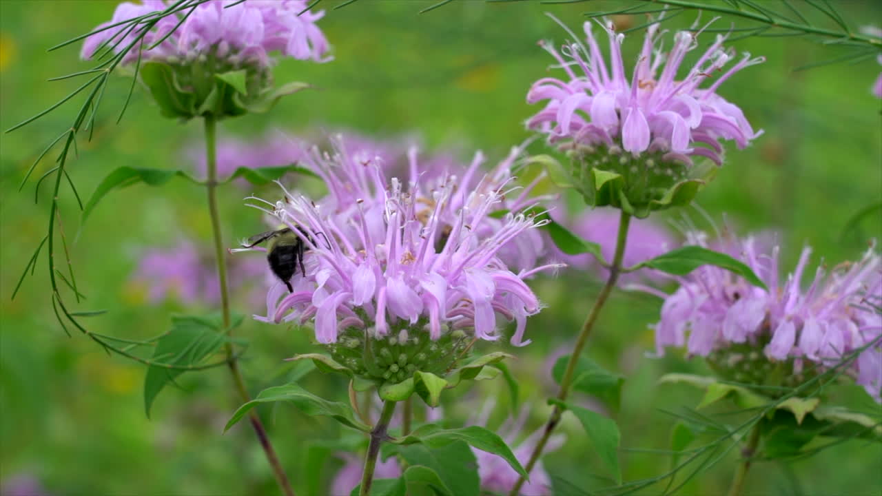 flores moradas y abejas en un campo de flores silvestres