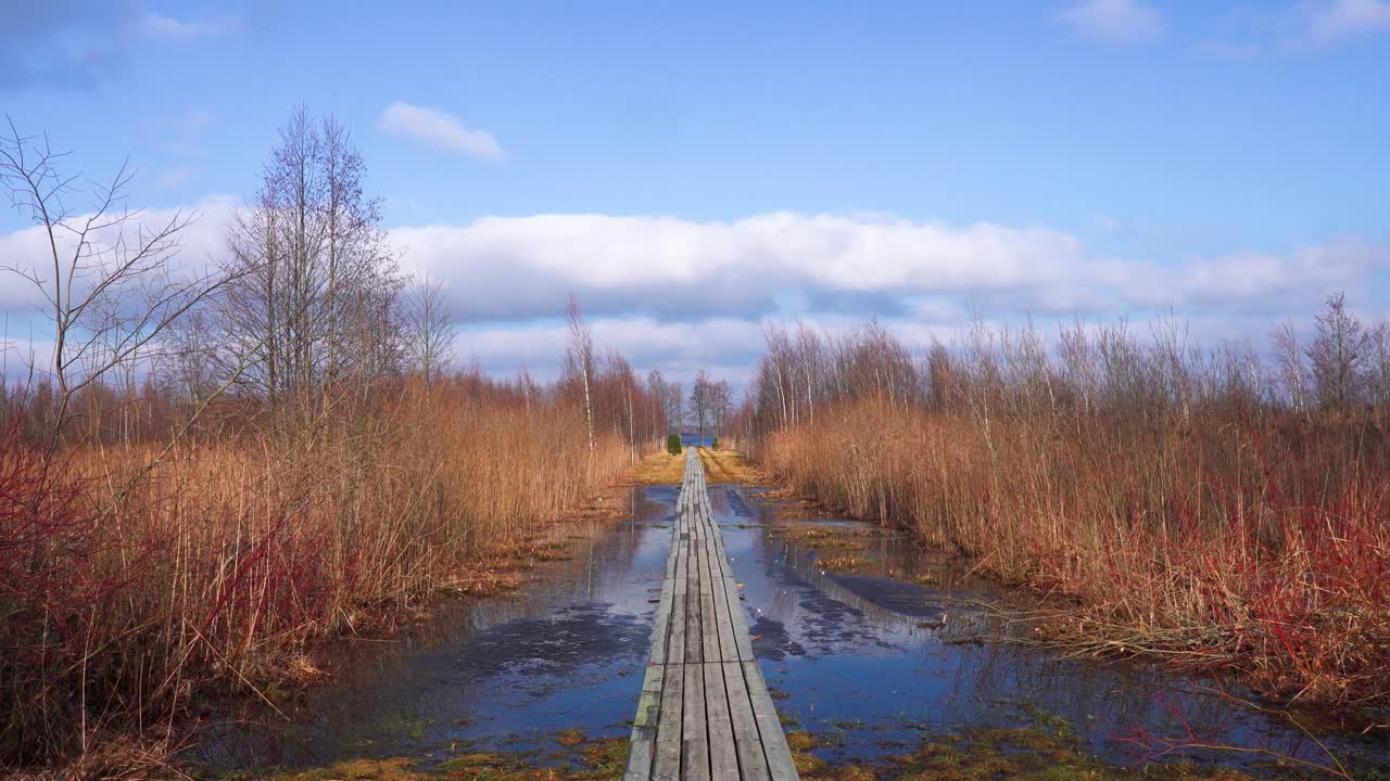 Long wooden footbridge through marsh, bare tree in wet soil, Latvia