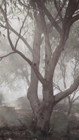 a misty forest with a tall eucalyptus tree