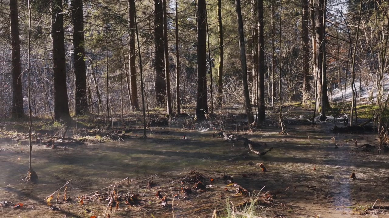 Roligt panorering af en klar flod, der snor sig gennem solbeskinnet skov i Zelenci, Kranjska Gora, Slovenien. Fredfyldt, uberørt natur, ingen synlige personer.