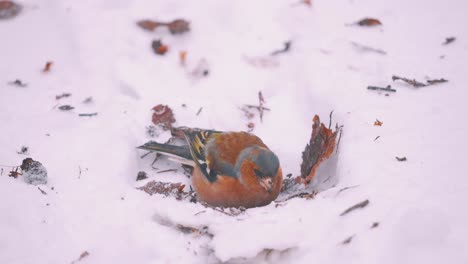 chaffinch foraging in the snow, veluwe national park, netherlands, close up