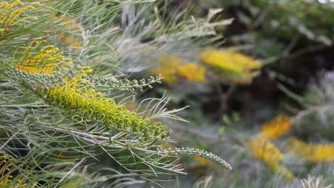 yellow flowers blooming on green shrubs