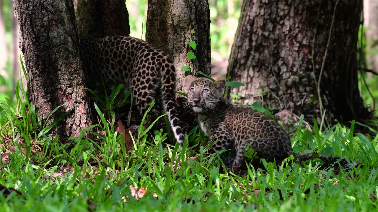 el leopardo de indochina es una especie vulnerable y uno de los grandes felinos de tailandia