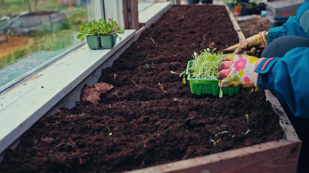 Mano del giardiniere con i guanti che pianta piantine nel terreno. - primo piano