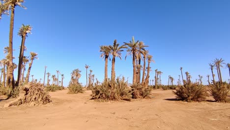 identical dry palm trees on sandy soil in morocco with blue sky