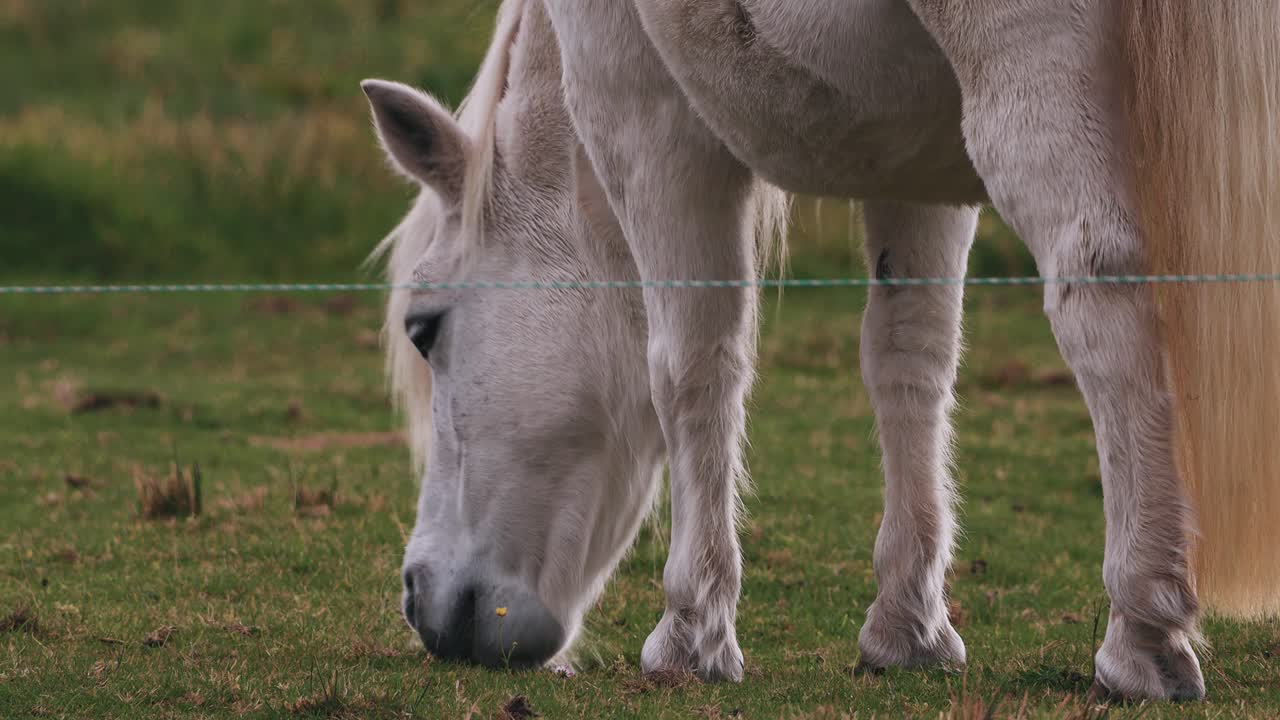 pony blanco comiendo hierba en el rancho