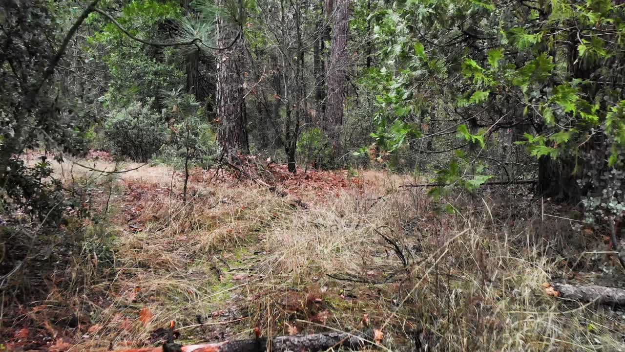 아침 비가 내린 후 소나무와 삼나무 숲을 통해 역방향 공중 촬영