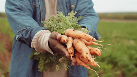 Hands-of-Farmer-Holding-Bunch-of-Carrots