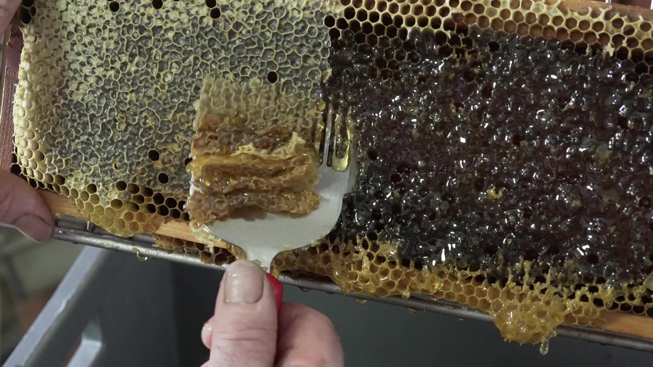 A beekeeper removes honey from a honeycomb frame using a hive tool, demonstrating the honey harvesting process in detail.
