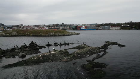 seagulls and cormorants perched on fjord sea water rocks with stavanger port in background, rogaland in norway