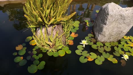 ferns and flowering aquatic plants growing on the rock inside the garden pond on a bright and sunny day