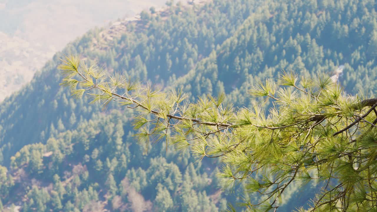 뒷면 에 있는 숲 이 있는 언덕 의 니 가지 의 클로즈업