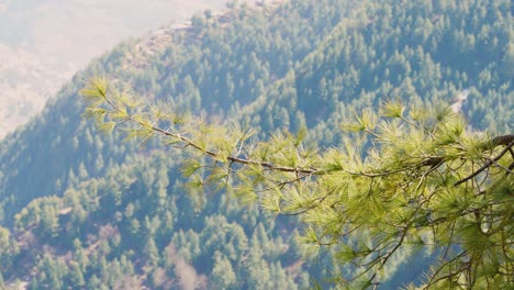 Nahaufnahme-Eines-Kiefernzweigs-Mit-Verschwommenem-Bewaldeten-Hang-Im-Hintergrund