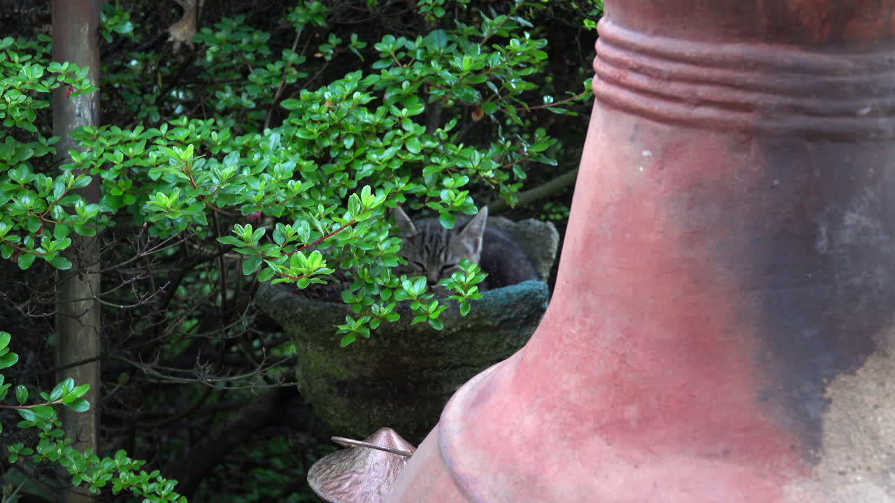 Tabby cat sits in a planter.