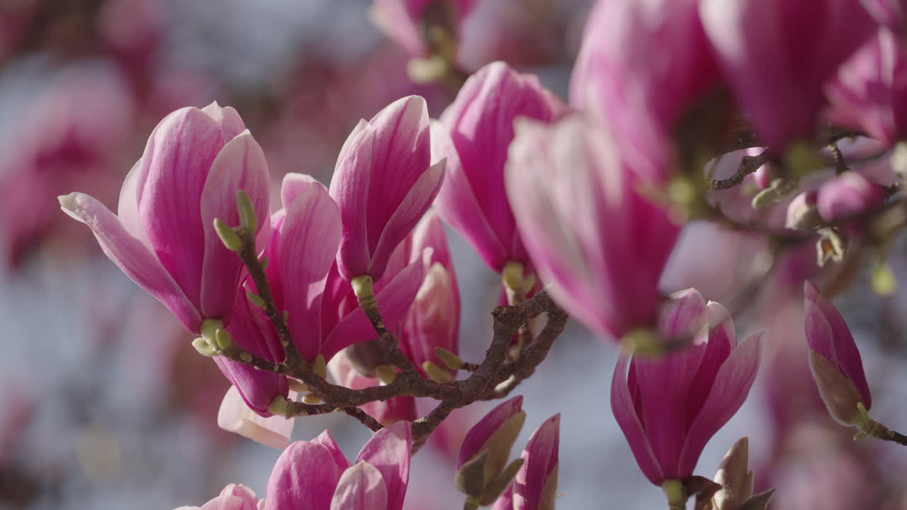 las flores de un árbol de magnolia en primavera