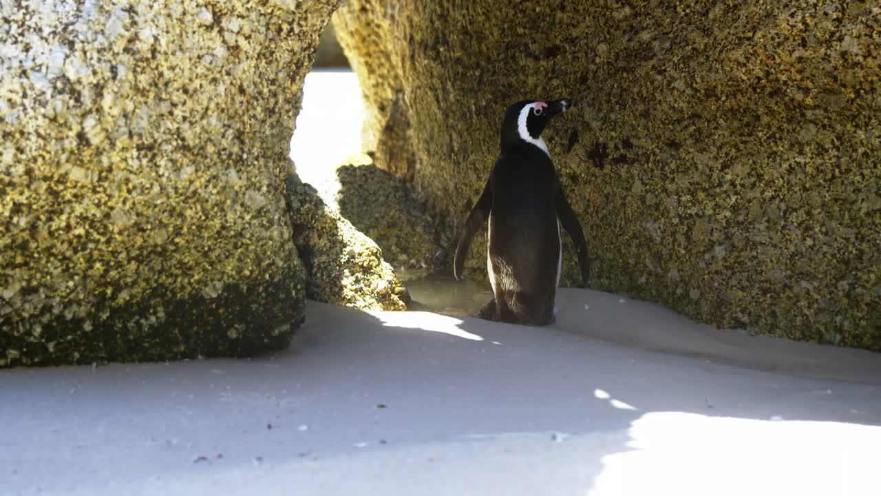 joven pájaro pingüino en la playa 4k