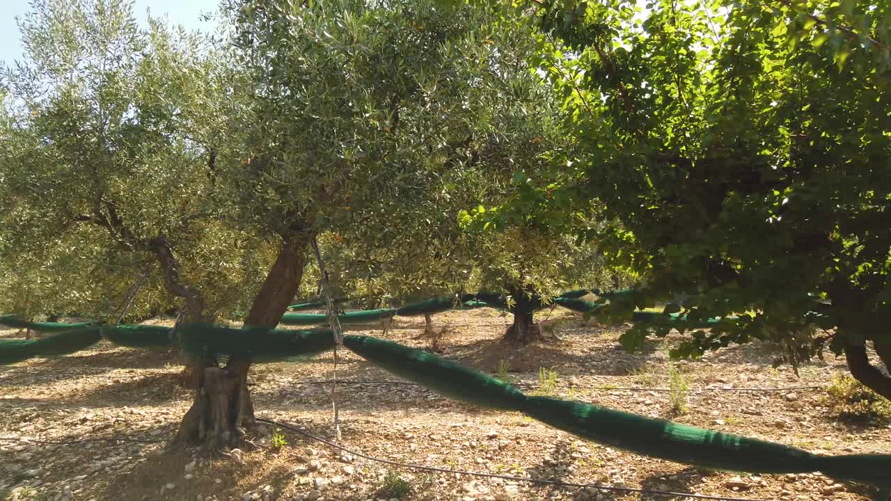 olivos preparados para la cosecha en un caluroso día de verano en europa