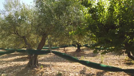 olive trees prepared for harvest on hot summer day in europe