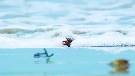 Krabben-Kriechen-Am-Ufer-Des-Kuakata-Meeresstrandes-In-Bangladesch,-Während-Die-Wellen-Verschwinden