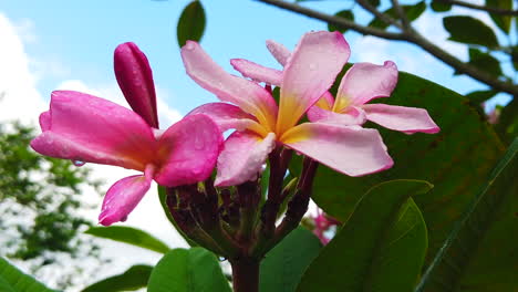 Wide-shot-of-a-pink-plumeria-or-Melia-flower-with-rain-drops-and-green-leaves