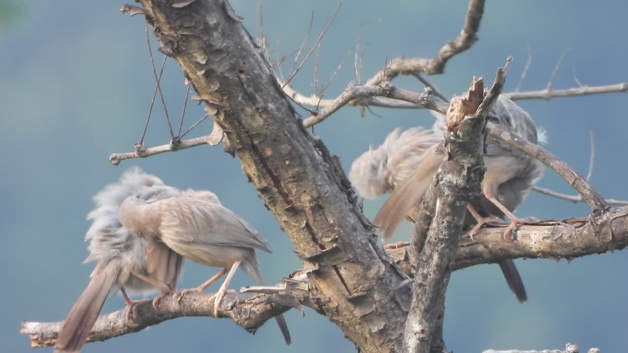 De beaux oiseaux timalies de jungle se reposant sur un arbre.