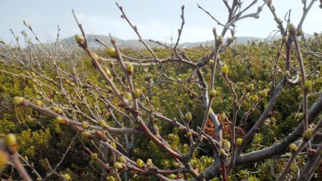 Tundra-Artica.-Abedul-Retorcido-Enano-ártico-Betula-Nana,-El-Abedul-Enano,-Es-Una-Especie-De-Abedul-De-La-Familia-Betulaceae,-Que-Se-Encuentra-Principalmente-En-La-Tundra-De-La-Región-ártica.