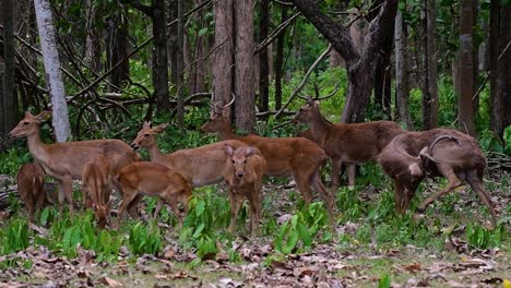 the eld's deer is an endangered species due to habitat loss and hunting