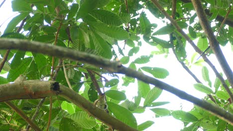 A-bird-seen-from-below-showing-its-underside-while-perched-on-a-branch-eating-something-in-the-forest-in-Panama