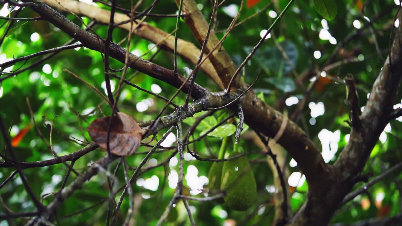 lluvia matutina en el jardín de jackfruit