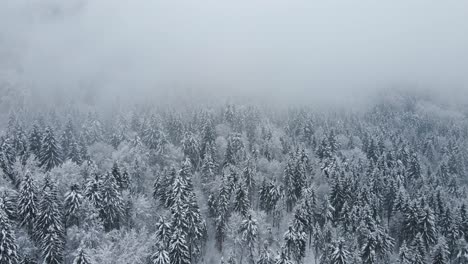 Bosque-Desde-Arriba-Después-De-Una-Tormenta-De-Nieve-Con-Nubes-Bajas-Y-Naturaleza-Cubierta-De-Nieve-En-Invierno