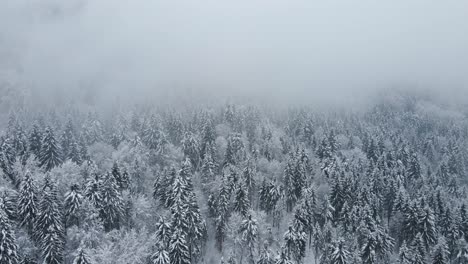 forest from above after a snowstorm with low clouds and nature covered in snow in wintertime