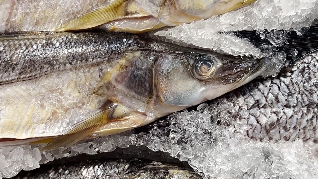Fisch auf Crushed Ice zur Konservierung.