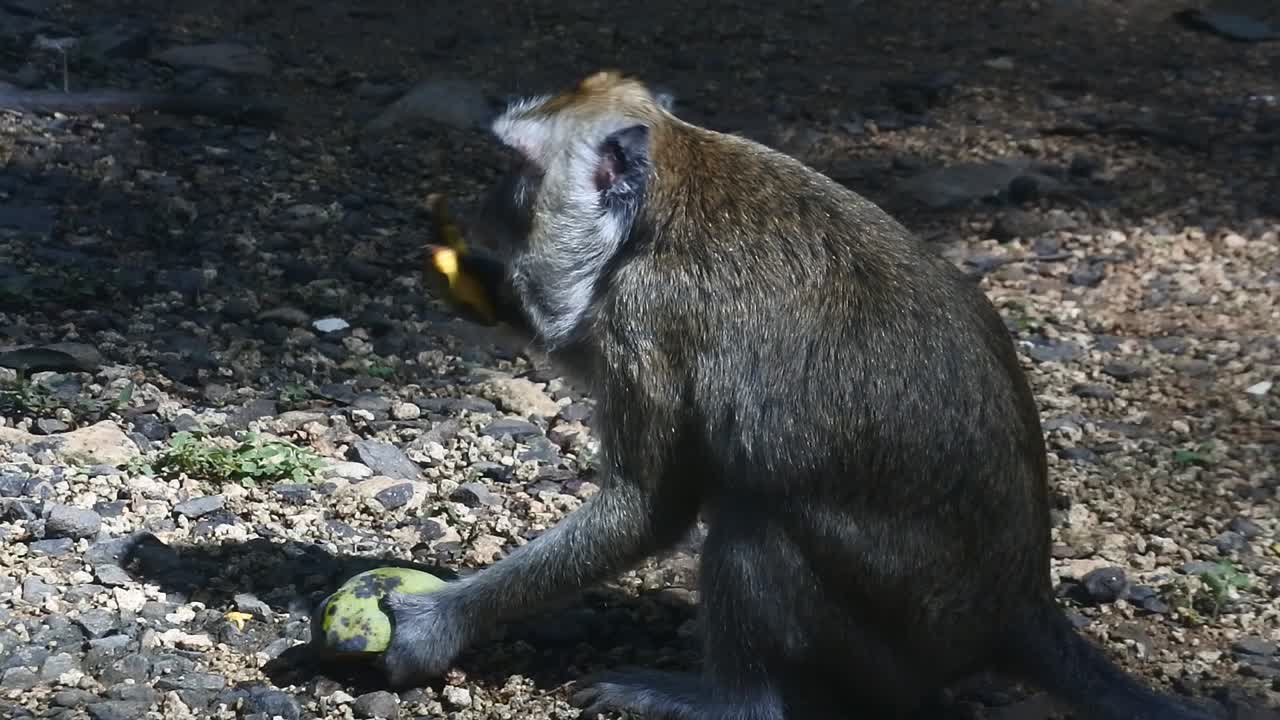 primate life while eating fruit. Monkey eat yellow mango fruit at sacred terawang cave in Blora, central java, Indonesia. Close up of mammals HD video.