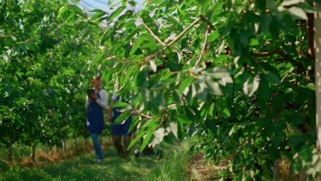 Equipo-De-Trabajadores-Agrícolas-Recogiendo-Cajas-De-Frutos-Rojos-Analizando-La-Calidad-En-La-Plantación