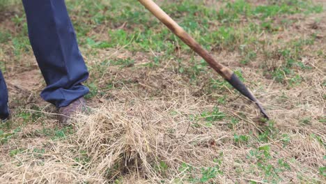 an old man collects the dried grass from his garden