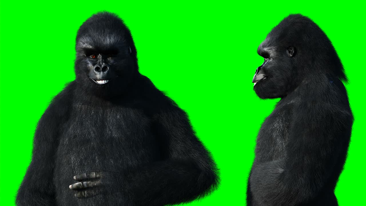 Gorilla parlante divertente. Pelliccia realistica. Animazione green screen.