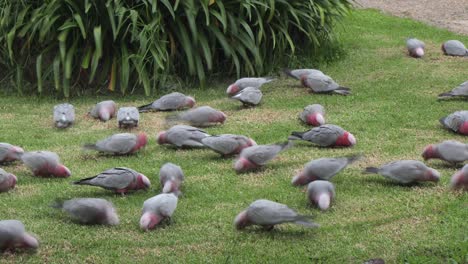 Rosakakadus-Fressen-Gras,-Zeitraffer,-Australien,-Maffra,-Gippsland,-Victoria