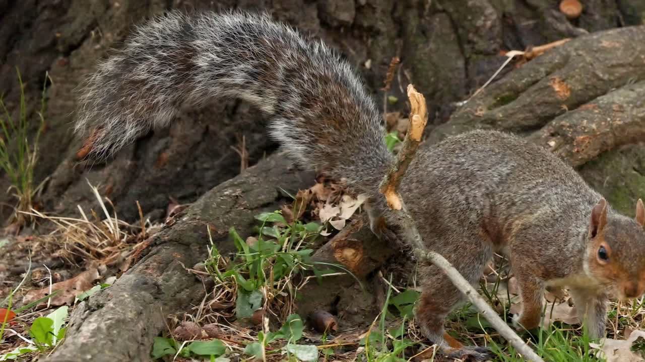A squirrel moves through tree roots and grass, showcasing its agility and curiosity in a natural setting.