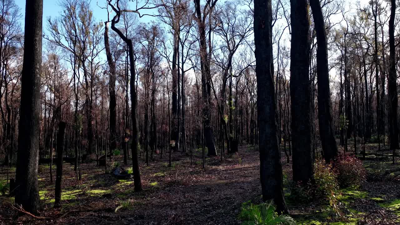 호주 남서부의 아름다운 고요한 숲을 천천히 패닝