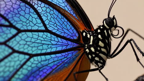close-up of a butterfly's iridescent blue and orange wing