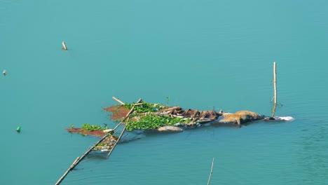 a dead cow’s corpse floating in the polluted blue water of bangladesh, beginning to decompose.