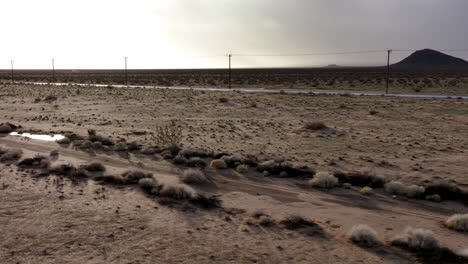 grupo de coyotes bebiendo en un charco después de una lluvia en el desierto de mojave - antena