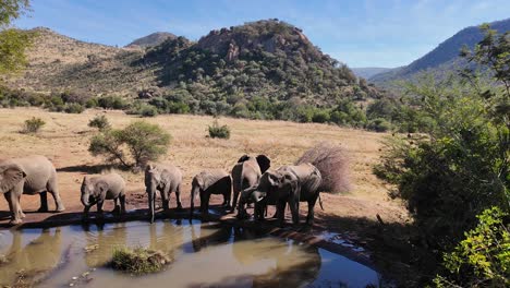 Elefantes-Salvajes-En-El-Parque-Nacional-Pilanesberg-En-El-Noroeste-De-Sudáfrica