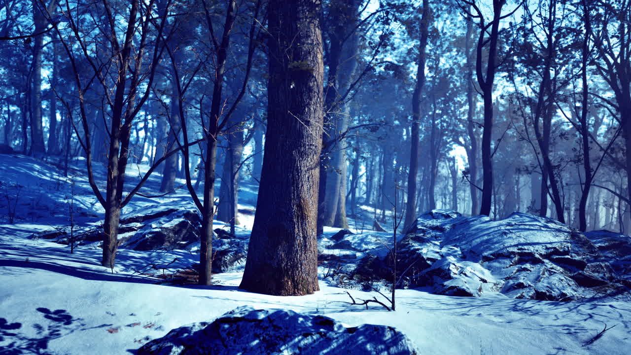 Mystical winter forest with shimmering snow and towering trees at dusk