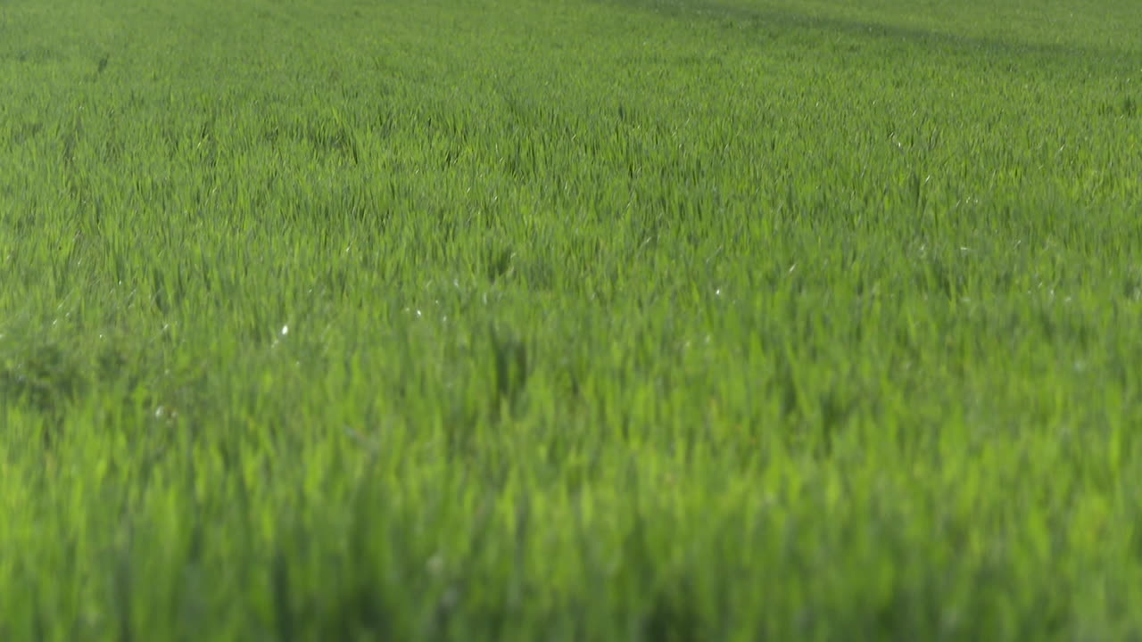 푸른 잔디, 필드