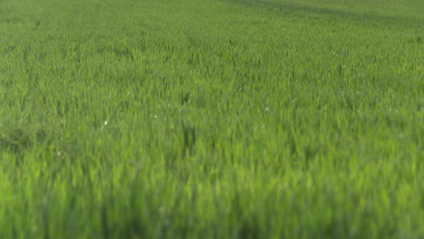 campo de hierba verde