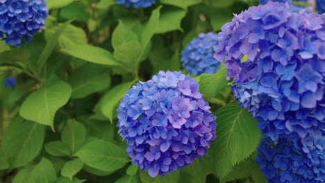 ajisai flowers, japanese hydrangea blowing in the wind