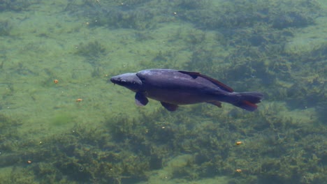 Close-up-shot-of-wildlife-carp-swimming-in-clear-sea-water-during-daytime