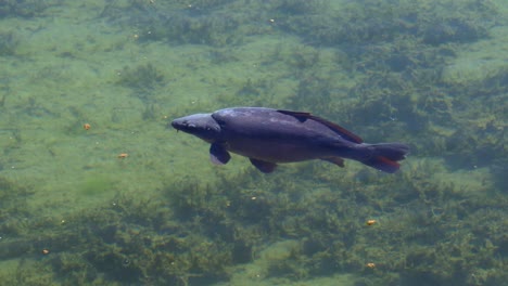 primer plano de la vida silvestre carpa nadando en agua de mar clara durante el día